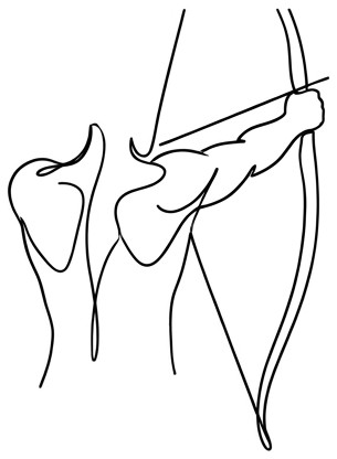 Single line drawing of a bow arm shoulder and scapula at full draw
